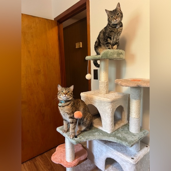 Meet your Posher, Ellie - Picture 5 of 6